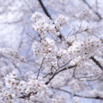 桜　4月